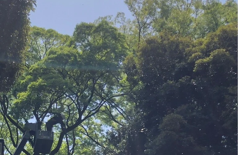 樹木の健康を見守り、美しい景観を創り上げる