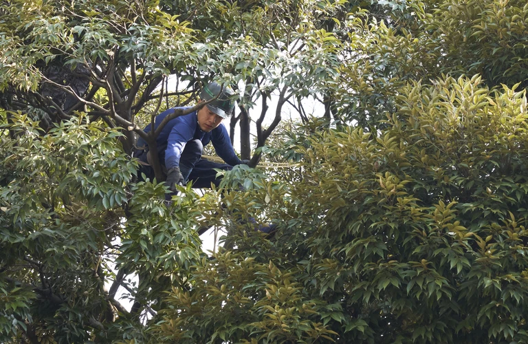 未経験から始める高木剪定とクライミングの世界へ